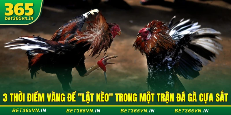3 Thời Điểm Vàng Để "Lật Kèo" Trong Một Trận Đá Gà Cựa Sắt 1 3 Thời Điểm Vàng Để "Lật Kèo" Trong Một Trận Đá Gà Cựa Sắt