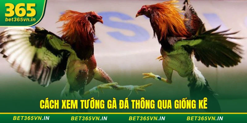 Xem Tướng Gà Đá - Nhìn Mạng, Tông Dòng, Dáng Đi Siêu Chuẩn 3 Cách xem tướng gà đá thông qua giống kê