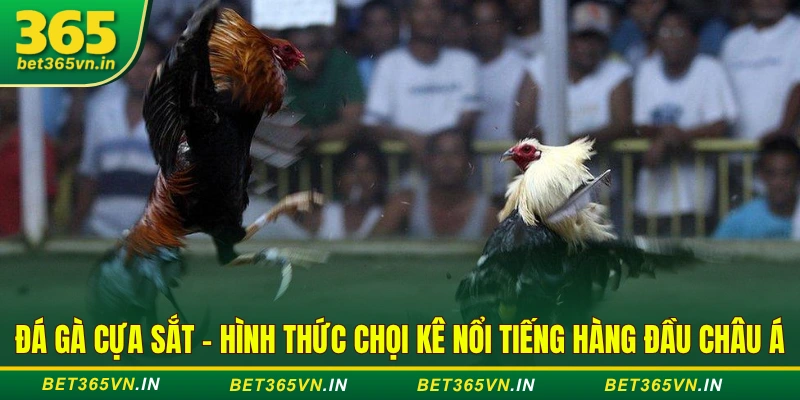 Đá gà cựa sắt