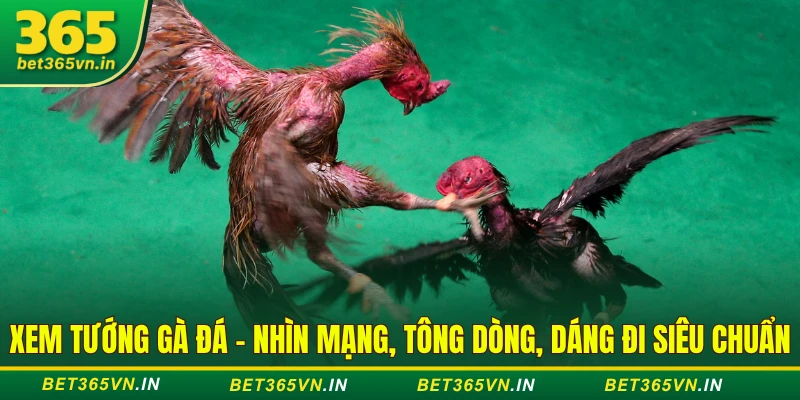 Xem Tướng Gà Đá - Nhìn Mạng, Tông Dòng, Dáng Đi Siêu Chuẩn 1 Xem Tướng Gà Đá - Nhìn Mạng, Tông Dòng, Dáng Đi Siêu Chuẩn